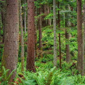 Verkauf Douglasie - Pseudotsuga menziesii
