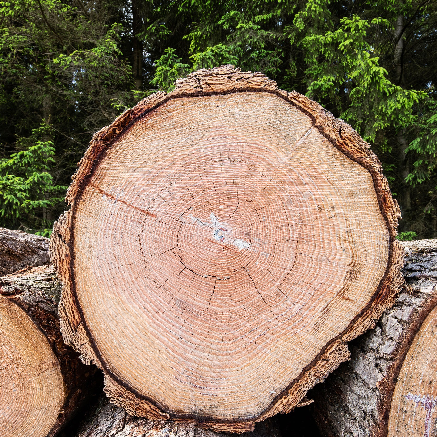 Douglasie - Nadelbäume - Willemse