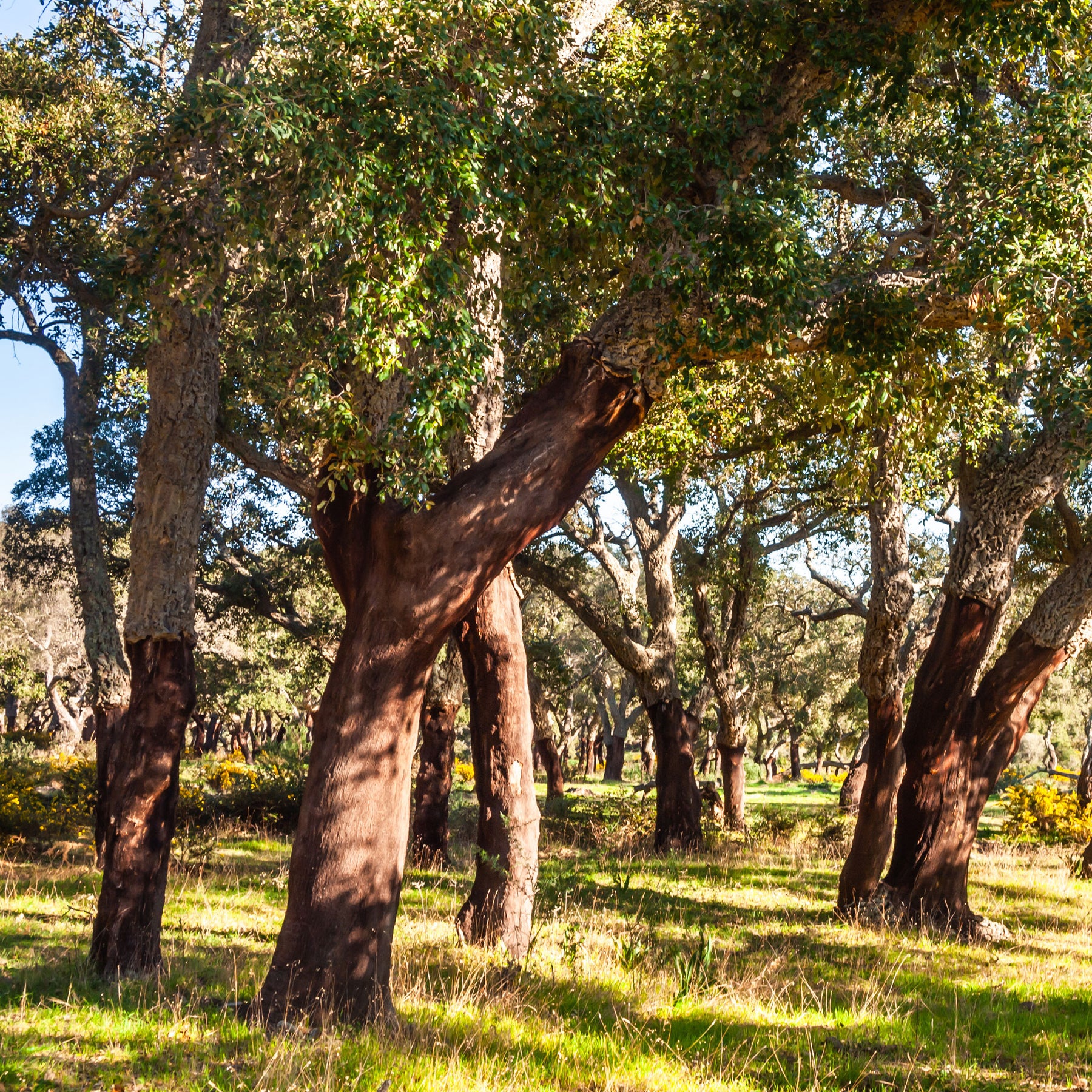 Korkeiche - Eiche - Willemse