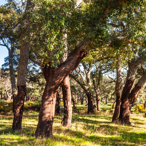 Korkeiche - Eiche - Willemse