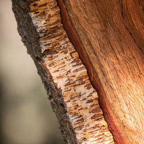 Verkauf Korkeiche - Eiche