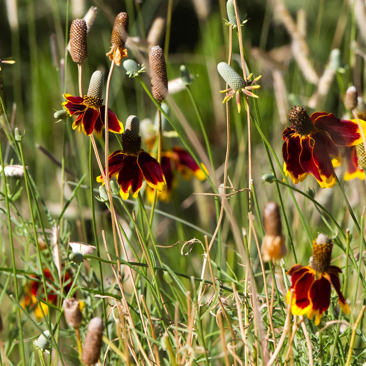 Ratibida columnifera pulcherrima - Präriehut Pulcherrima - Blühende Stauden