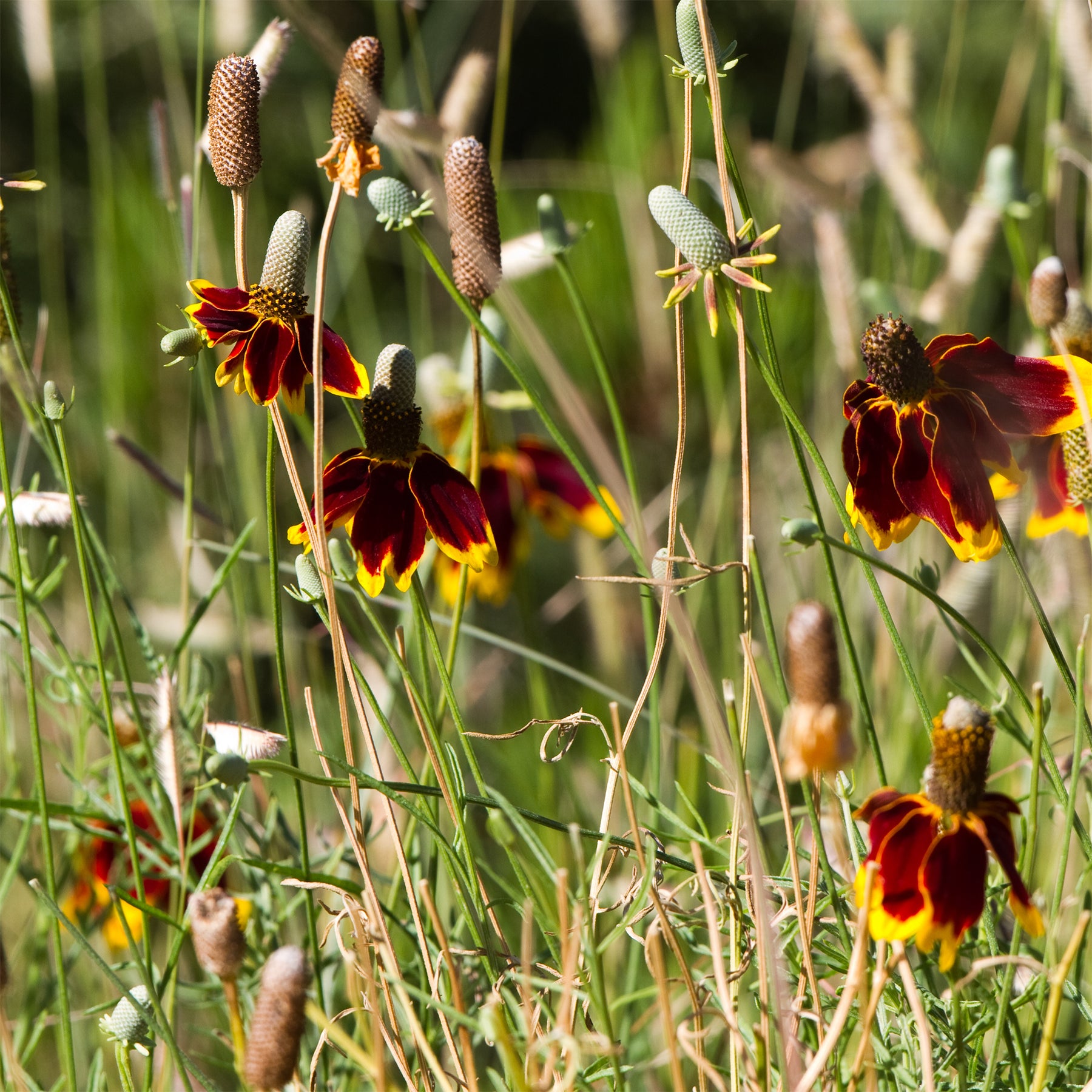 Ratibida columnifera pulcherrima - Präriehut Pulcherrima - Blühende Stauden