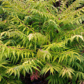 Essigbaum Tiger Eyes - Rhus typhina Tiger Eyes - Willemse