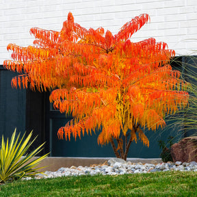 Rhus typhina Tiger Eyes - Essigbaum Tiger Eyes - Ziersträucher