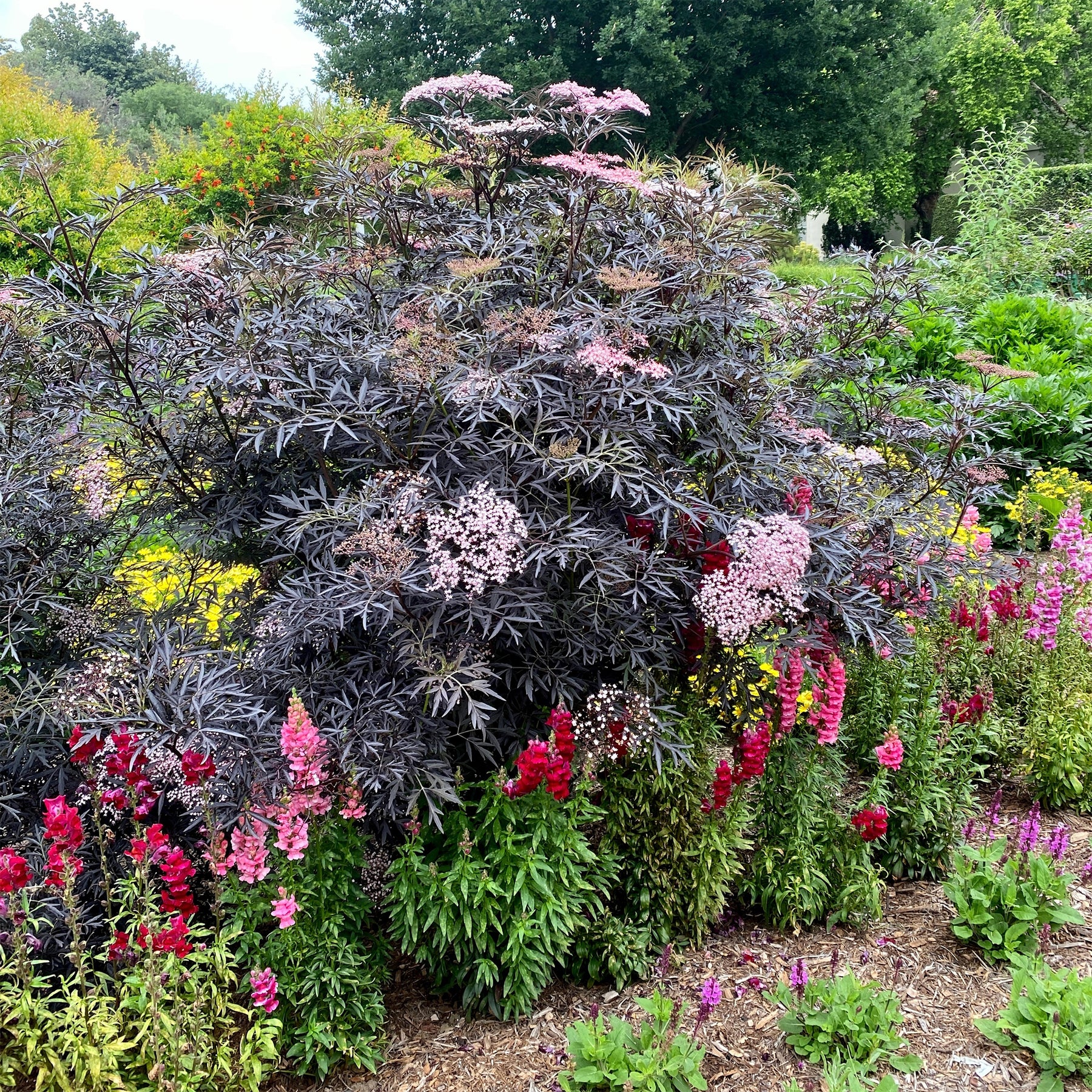 Sambucus - Holunder - Schwarzer Holunder Black Lace® - Sambucus nigra Black Lace®
