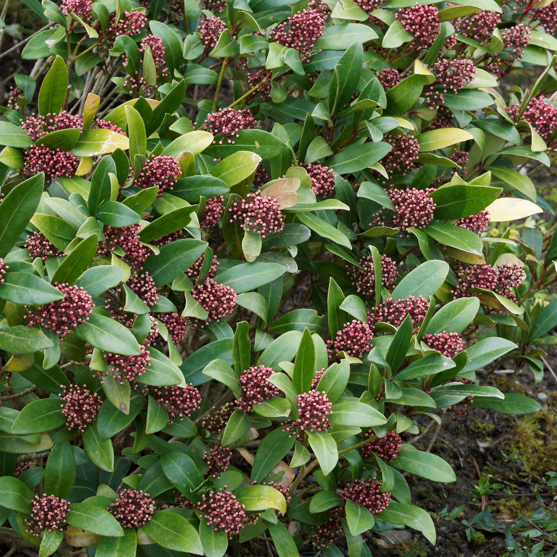 Japanische Skimmia Rubella - Skimmia japonica Rubella - Willemse