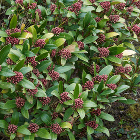 Japanische Skimmia Rubella - Skimmia japonica Rubella - Willemse