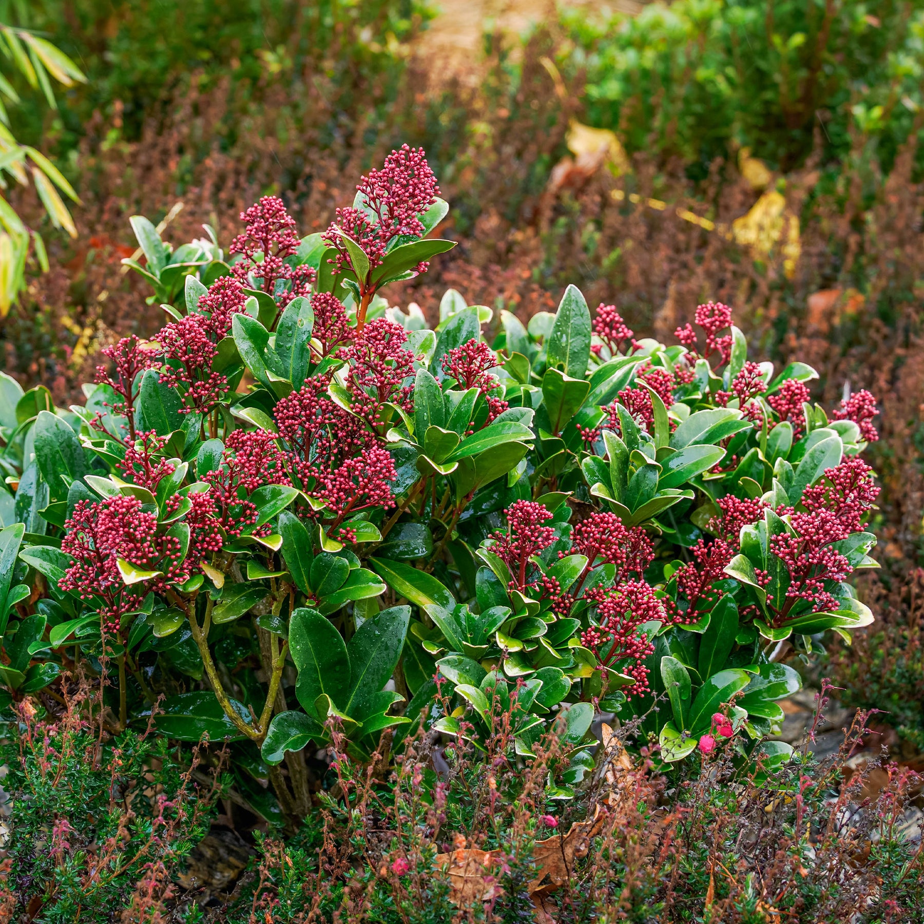 Japanische Skimmia Rubella - Skimmia - Skimmie - Willemse