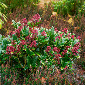 Japanische Skimmia Rubella - Skimmia - Skimmie - Willemse