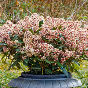 Verkauf Japanische Skimmia Rubella