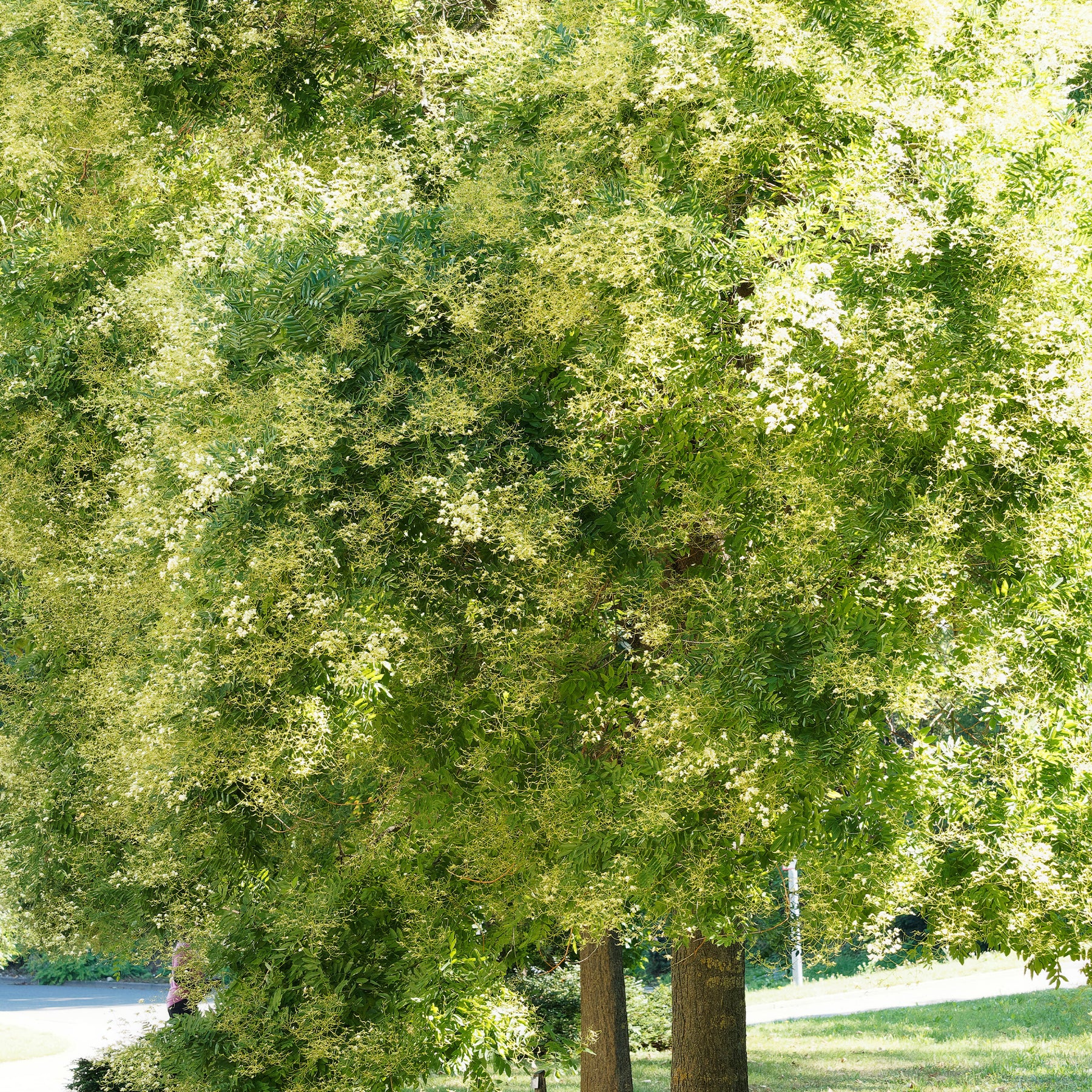 Japanischer Schnurbaum - Willemse