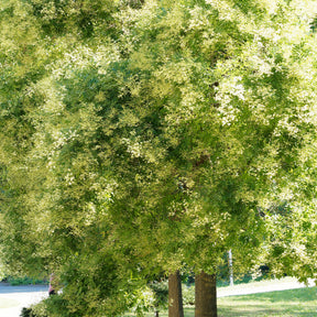 Japanischer Schnurbaum - Willemse