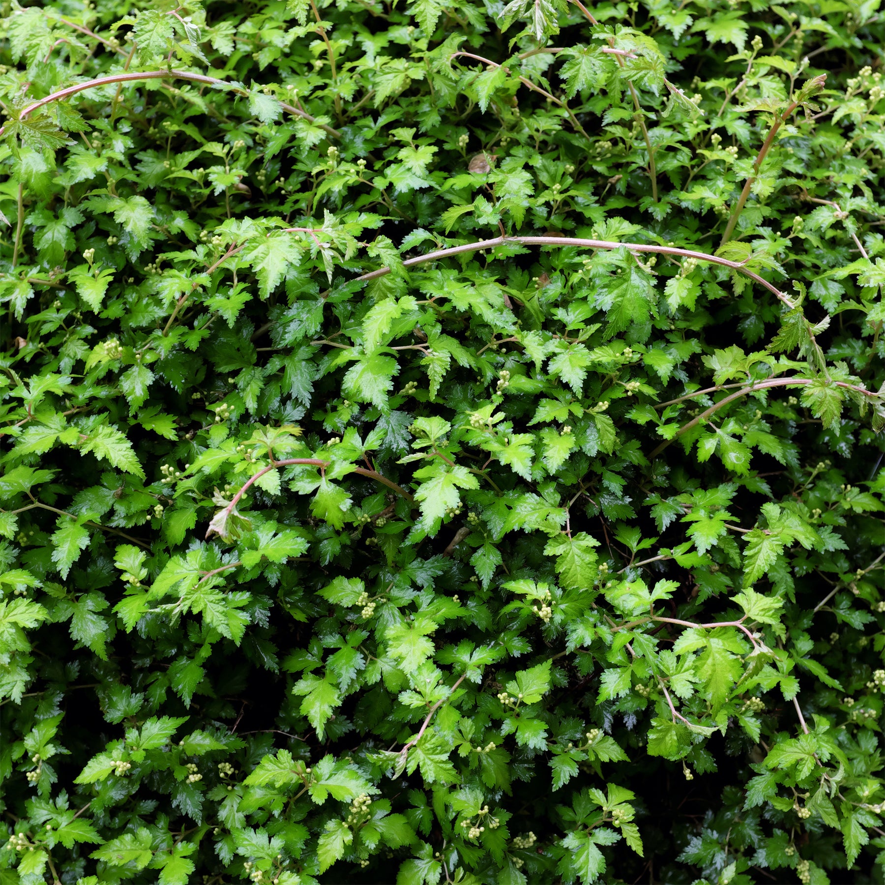 Stephanandra incisa Crispa - Willemse
