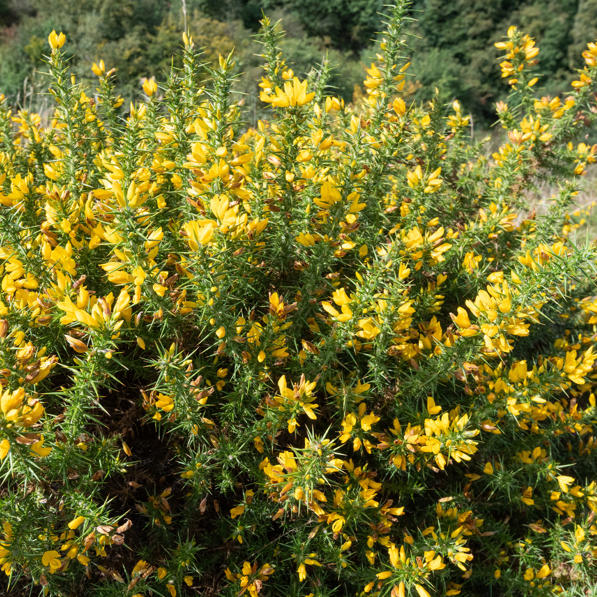 Europäischer Stechginster - Ulex europaeus - Willemse