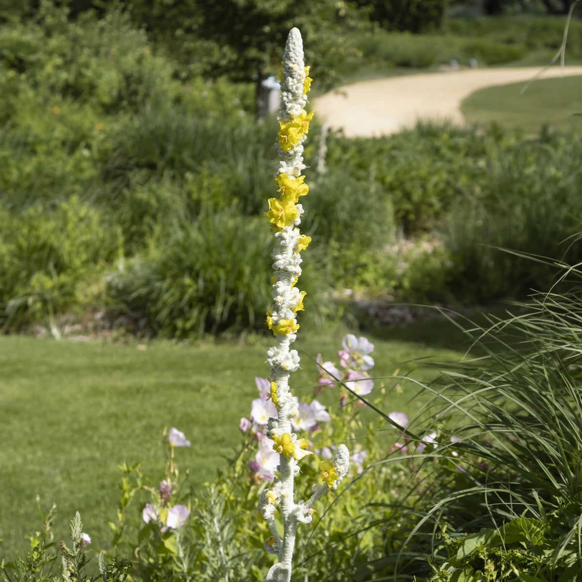 Königskerze - Verbascum bombyciferum - Willemse