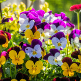 Gehörntes Veilchen - Viola cornuta - Willemse