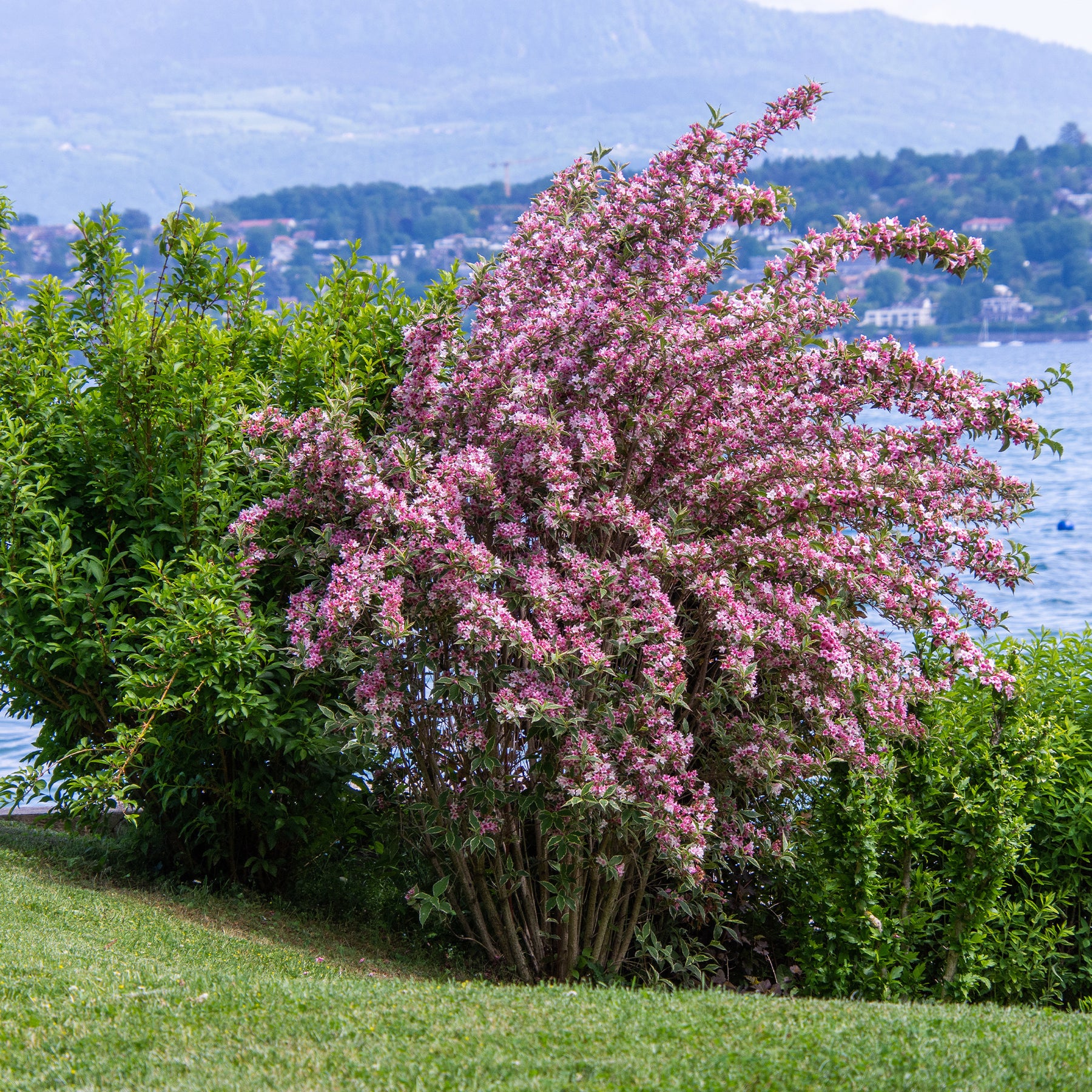 Weigelie florida Variegata - Weigela florida Variegata - Willemse