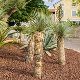 Yucca rostrata - Palmlilie ‘Yucca rostrata’ - Yucca - Palmlilie