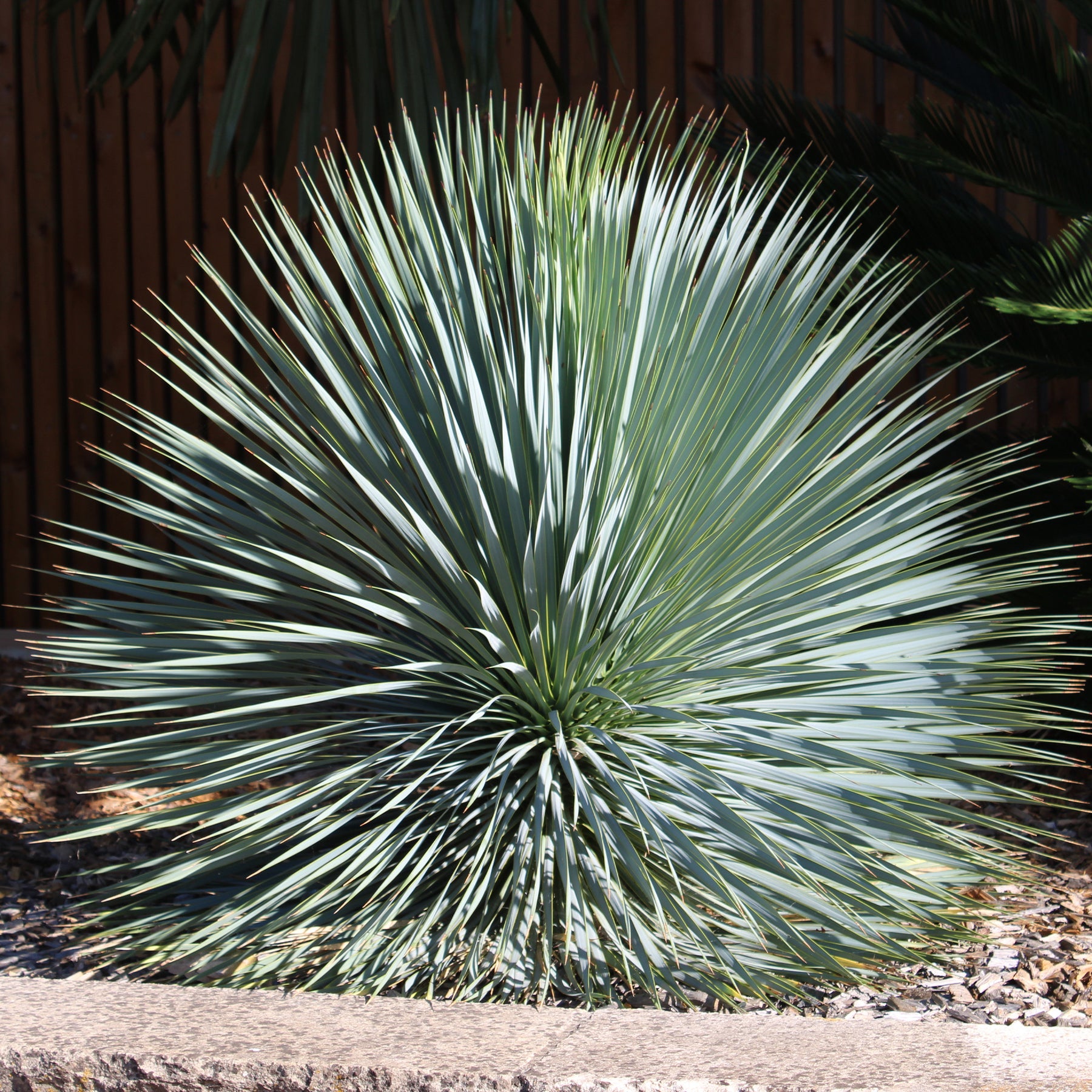 Palmlilie ‘Yucca rostrata’ - Willemse