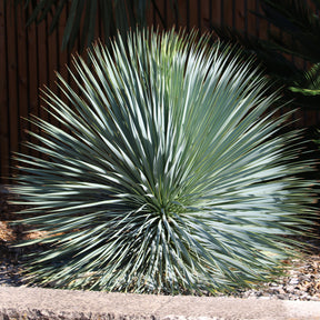 Palmlilie ‘Yucca rostrata’ - Willemse