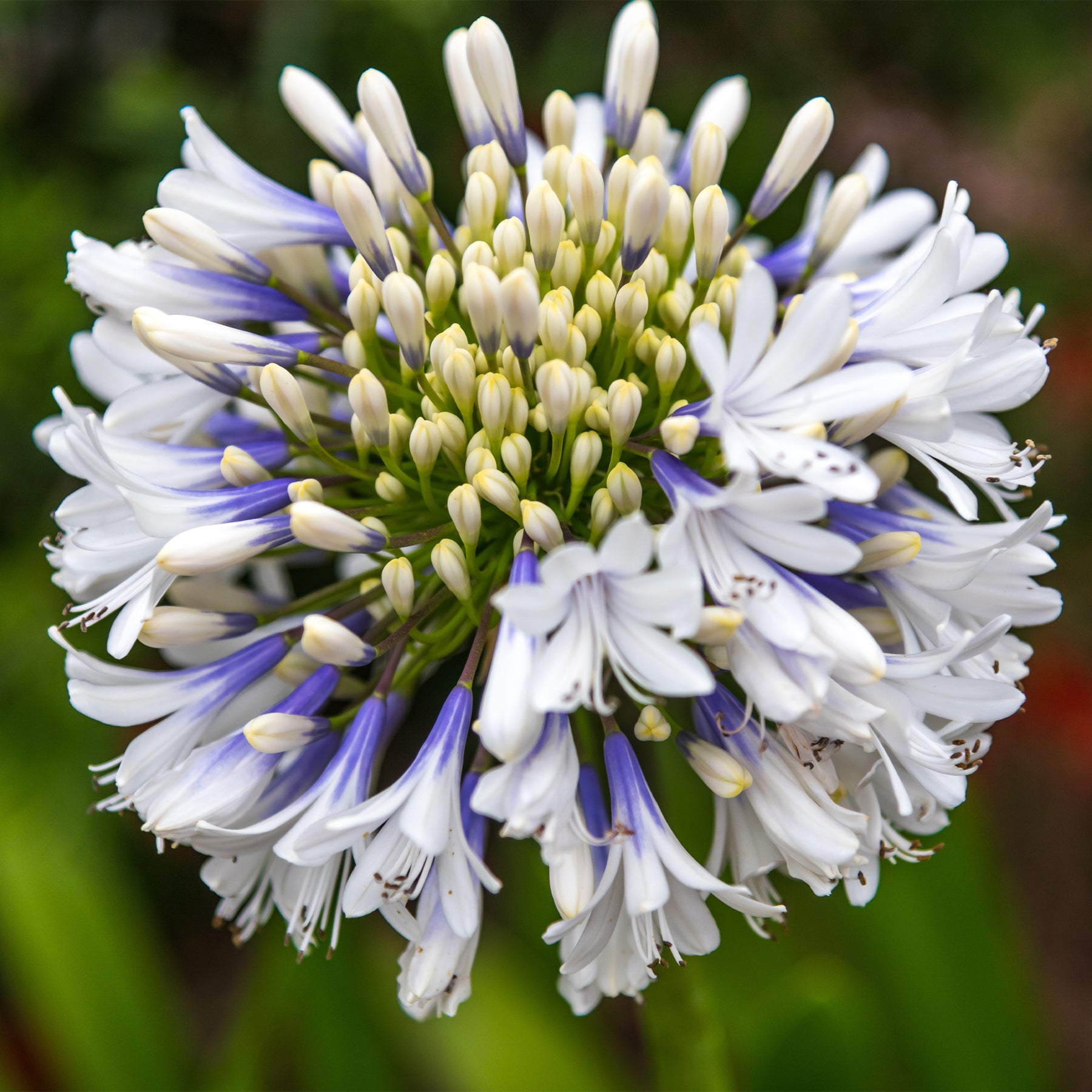 Schmucklilie ‘Queen Mum’ - Willemse
