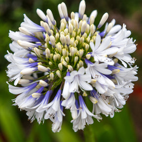 Schmucklilie ‘Queen Mum’ - Willemse