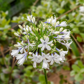 Schmucklilie ‘Queen Mum’ - Agapanthus Queen Mum - Willemse