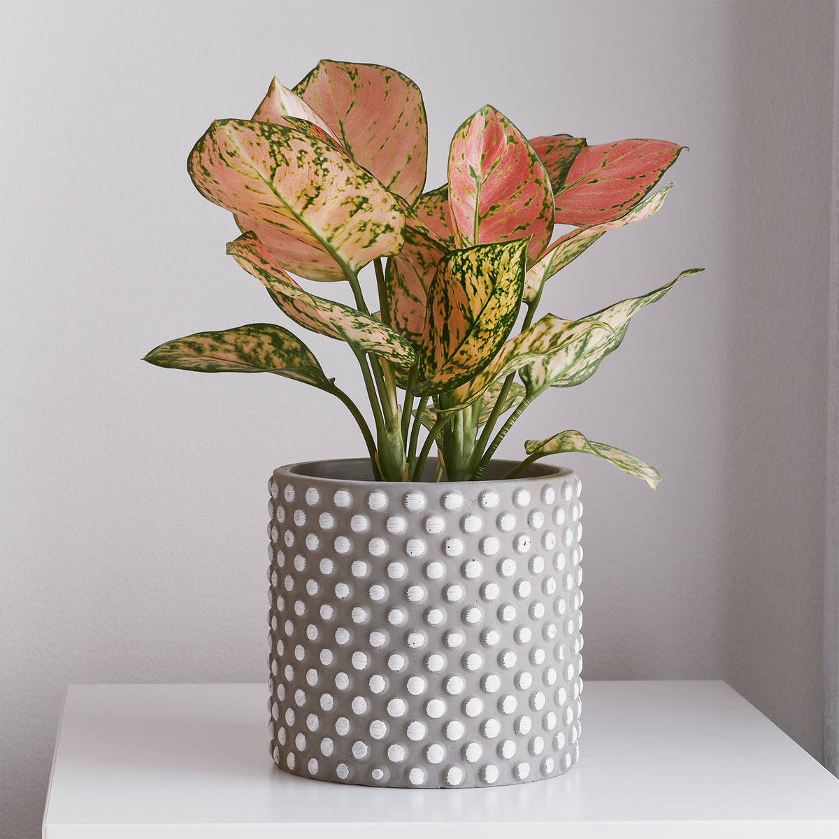 Aglaonema Pink star - Aglaonema Pink Star - Willemse