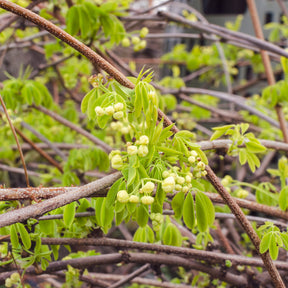 Klettergurke 'Alba' - Akebia quinata Alba - Willemse