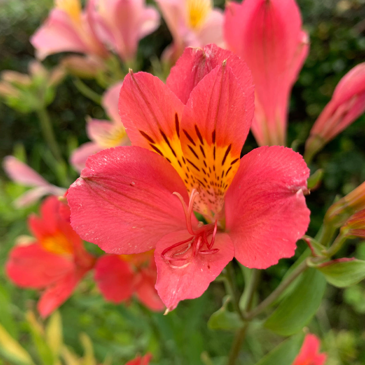 Alstroemeria Little Miss Zoé ® - Inkalilie ‘Little Miss Zoe’® - Alstroemeria - Inkalilie