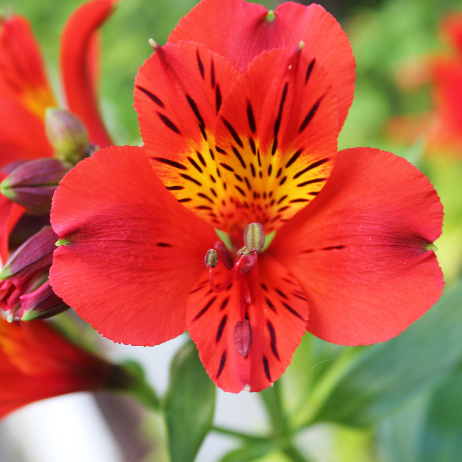 Inkalilie ‘Little Miss Zoe’® - Willemse