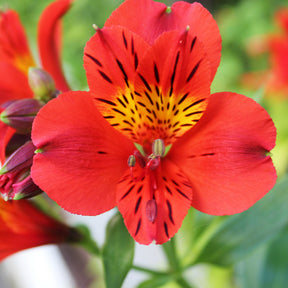 Inkalilie ‘Little Miss Zoe’® - Willemse