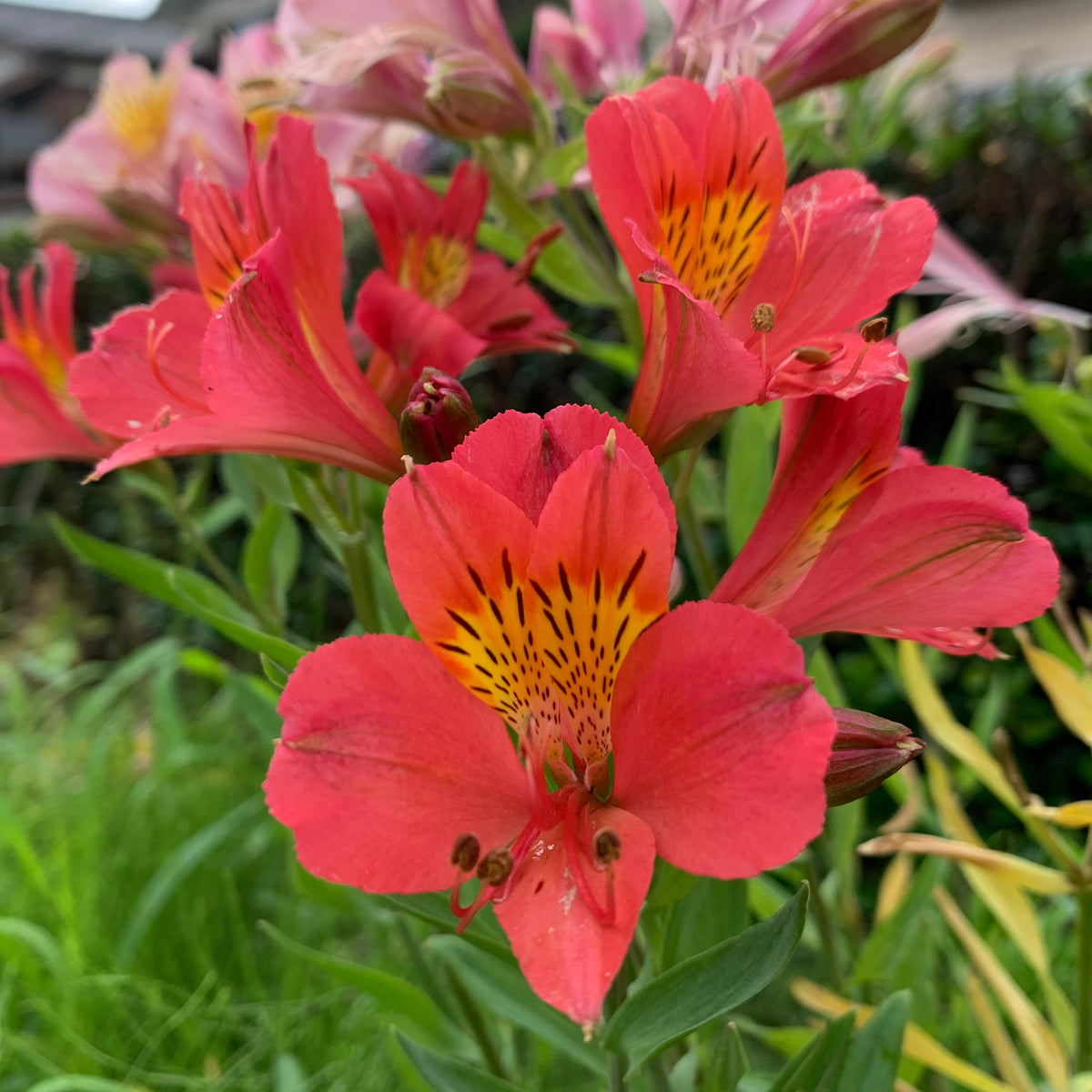 Inkalilie ‘Little Miss Zoe’® - Alstroemeria Little Miss Zoé ® - Willemse