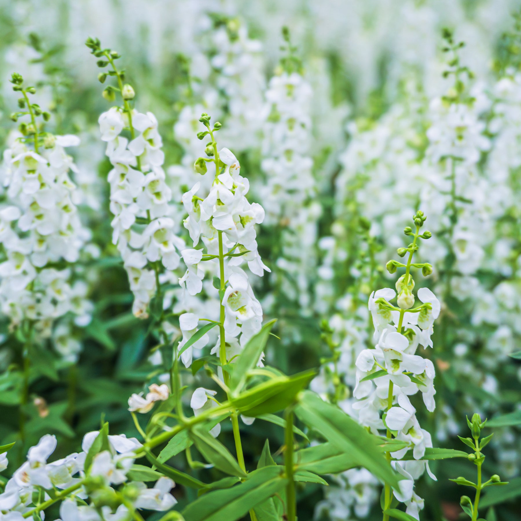 Angelonie weiß - Angelonia white - Willemse