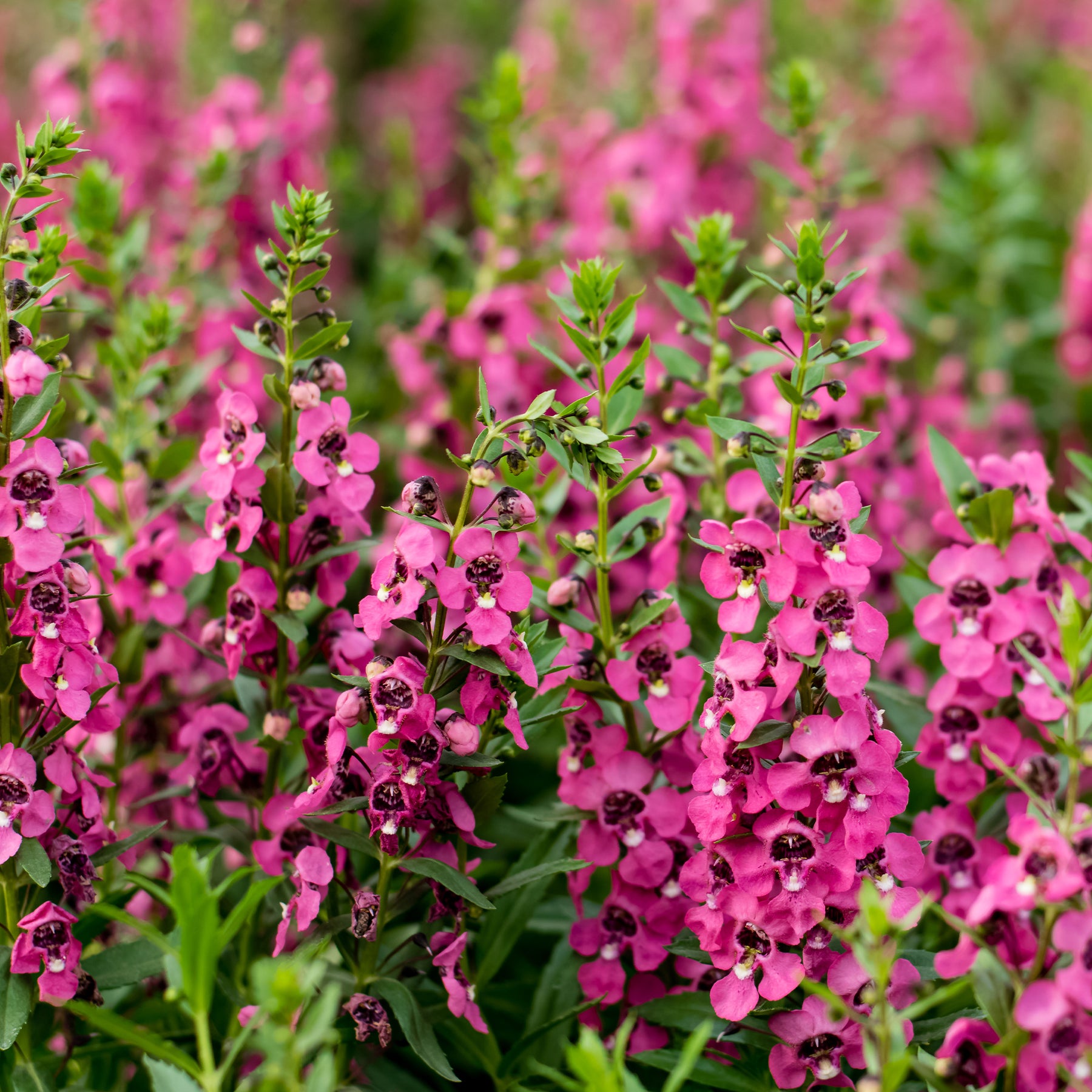 Angelonie rosa - Angelonia pink - Willemse