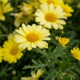 Strauchmargerite 'Grandaisy Gold'® - Argyranthemum Grandaisy ® Gold - Willemse