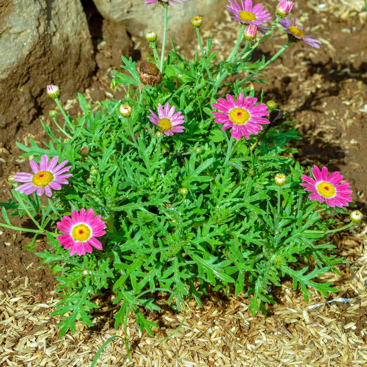 Argyranthemum Grandaisy ® Rosa Turmalin - Willemse