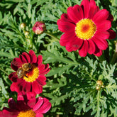 Strauchmargerite 'Grandaisy Ruby'® - Willemse