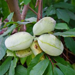 Indianerbanane (Pawpaw) - Asimina triloba - Willemse