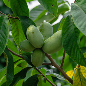 Verkauf Indianerbanane (Pawpaw)