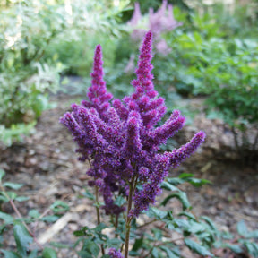 Astilbe Little Visions in Purple®. - Astilbe chinensis Little Vision in Purple ® - Willemse