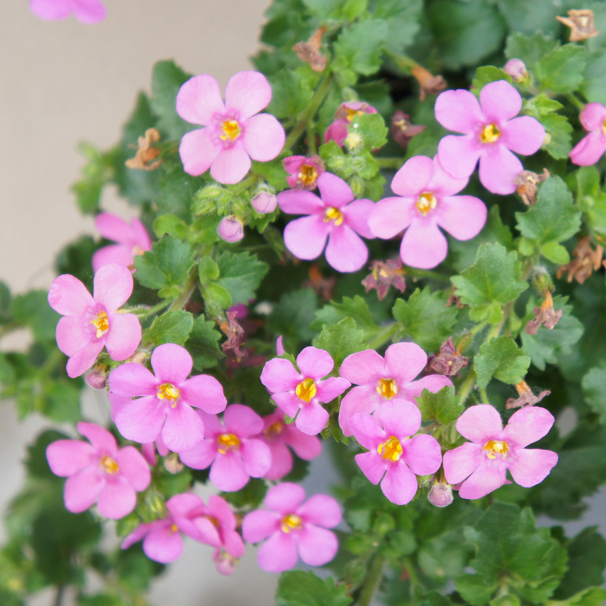 Bacopa rosa - Bacopa pink - Willemse