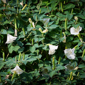 Verkauf Brugmensia - Brugmansia arborea