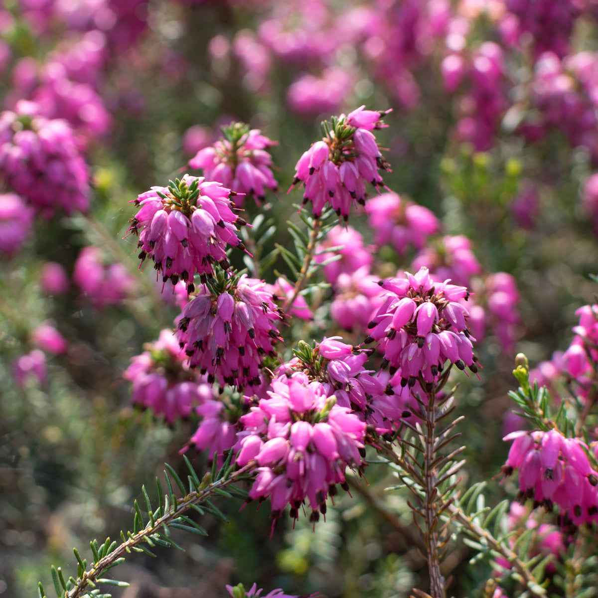 Schneeheide Myretoun Ruby - Erica carnea Myretoun Ruby - Willemse