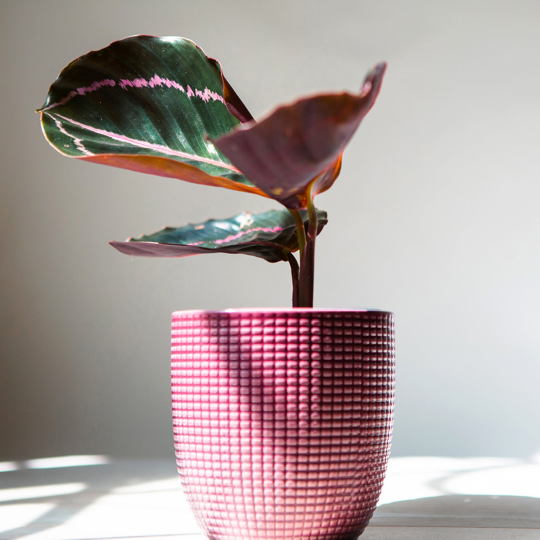 Calathea roseopicta 'Dottie'/Pfauenpflanze - Calathea roseopicta Dottie - Willemse