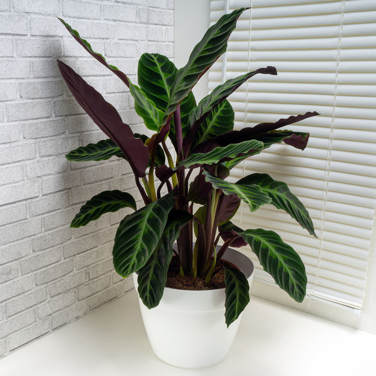 Calathea Warscewiczii/Pfauenpflanze Warscewiczii - Calathea warscewiczii - Willemse