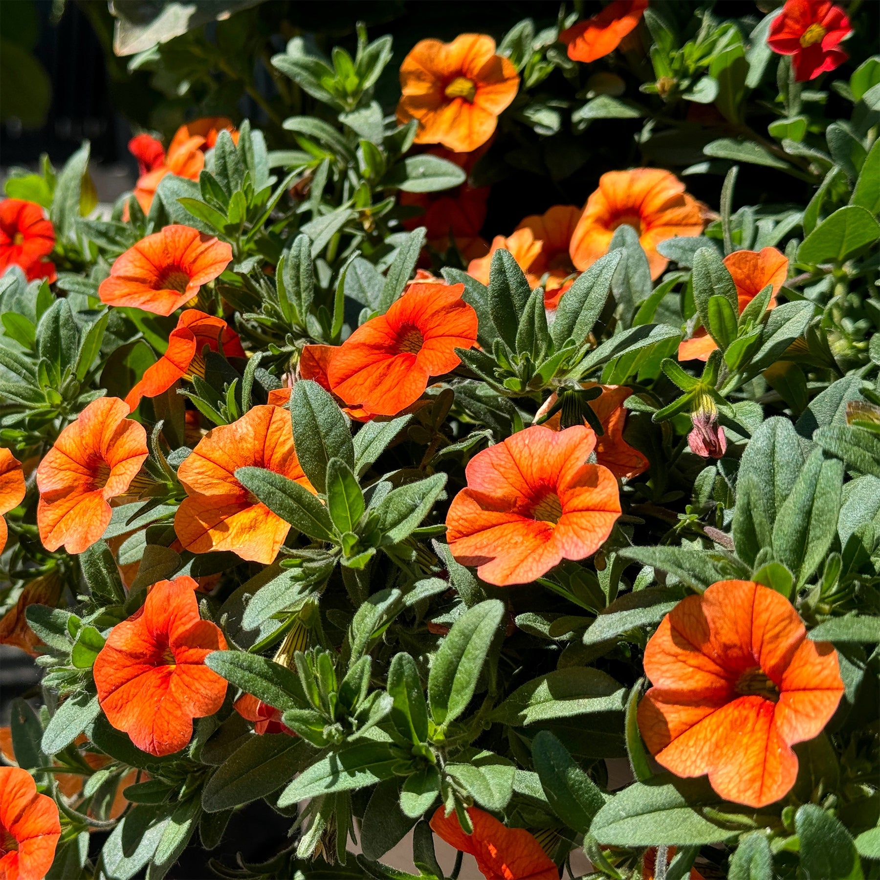 Zauberglöckchen Orange (x3) - Willemse