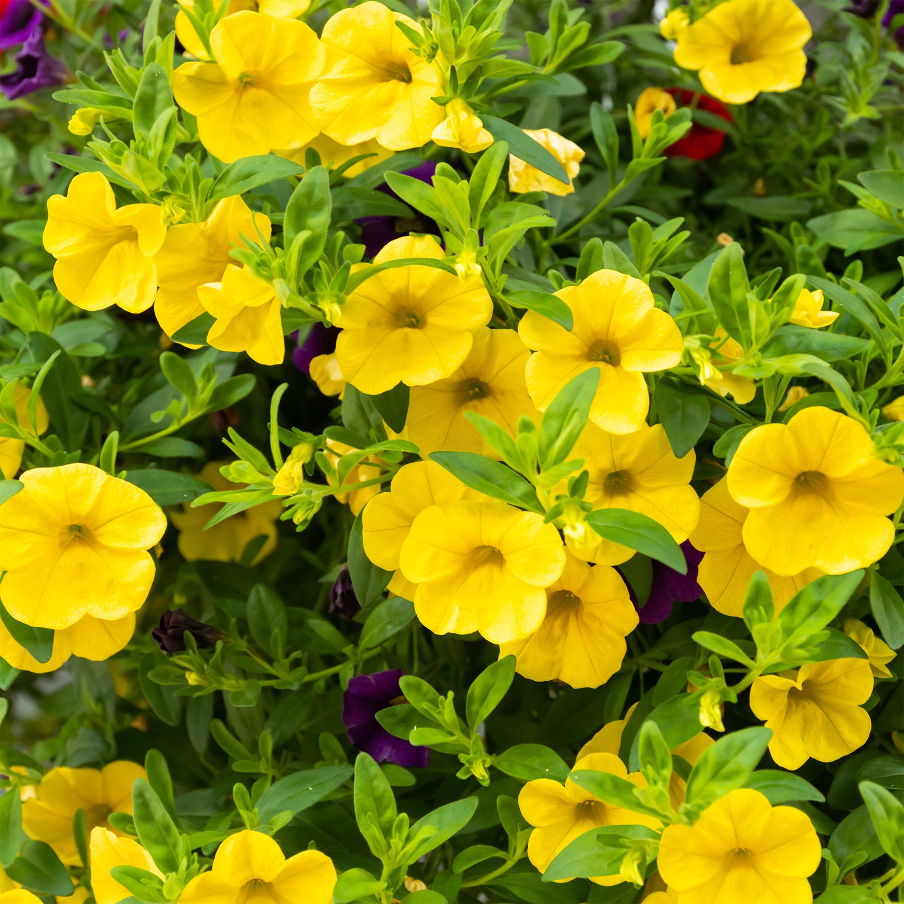 Zauberglöckchen Gelb (x3) - Calibrachoa hybride yellow - Willemse