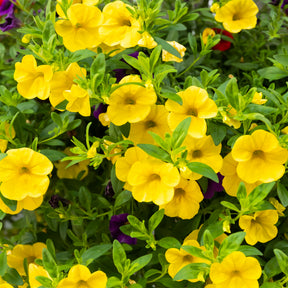 Zauberglöckchen Gelb (x3) - Calibrachoa hybride yellow - Willemse